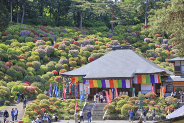 東京の”西のつつじ寺” 塩船観音寺は約20種類2万本のつつじが圧巻！